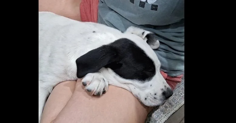 Charlottes Web Litter: Templeton thumbnail 5