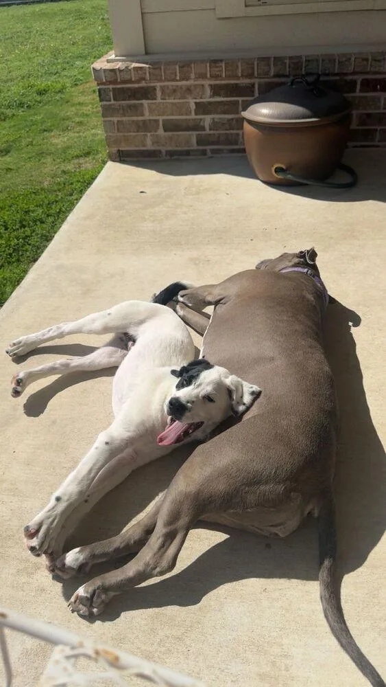 Charlottes Web Litter: Templeton thumbnail 6