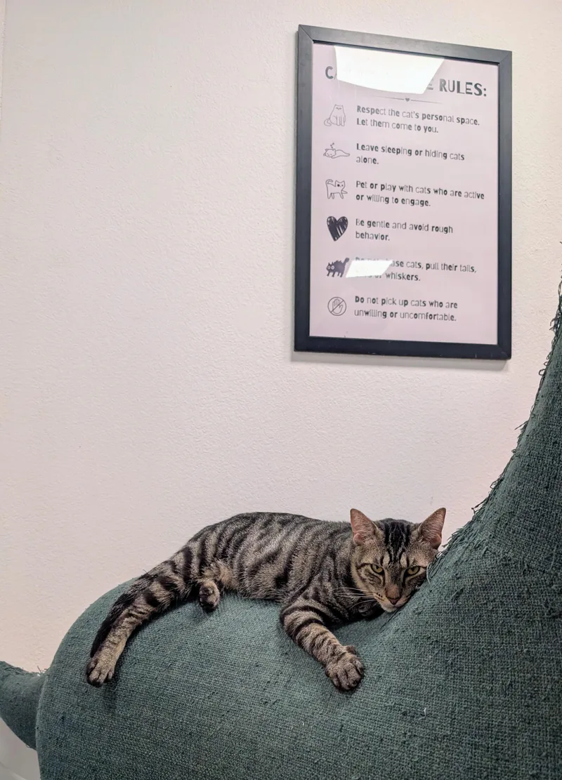 An adult large-sized male Tabby (Brown / Chocolate) Domestic Short Hair cat named Junior for adoption in Palm Harbor, FL