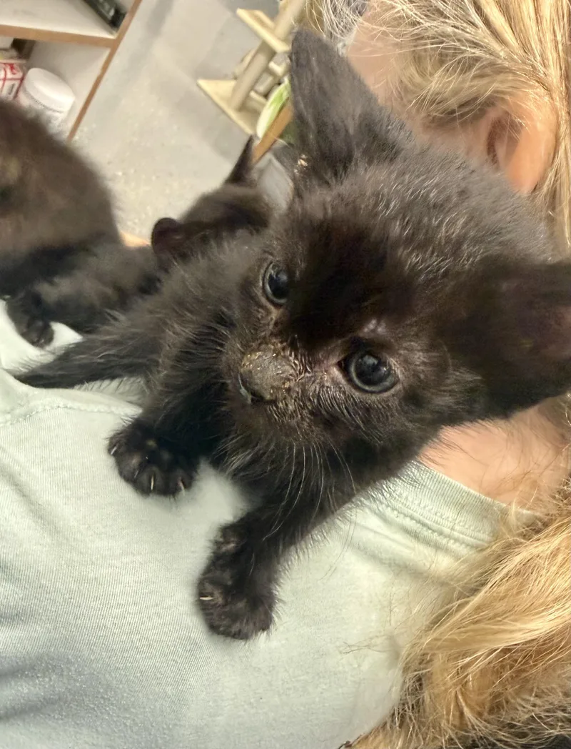 A baby small-sized male Domestic Short Hair cat named Domino for adoption in Honolulu, HI