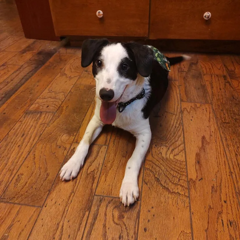 A young medium-sized male Border Collie dog named Basil for adoption in Hollister, CA
