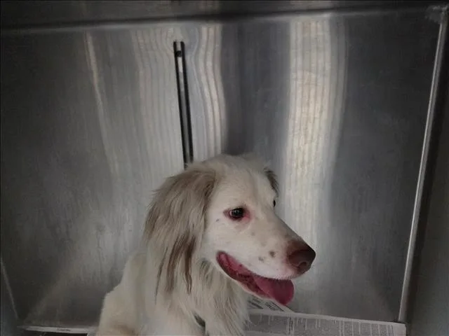 A young medium-sized male Dachshund dog named Trivilin for adoption in Los Angeles, CA