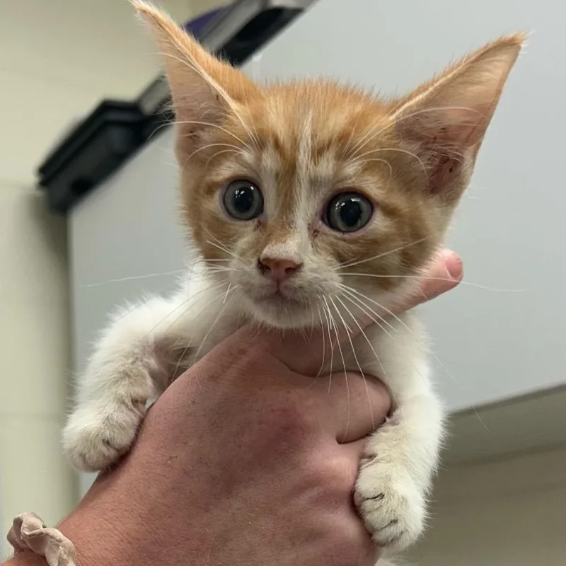A baby small-sized male Orange / Red Domestic Short Hair cat named Mr. Roper for adoption in Bastrop, TX