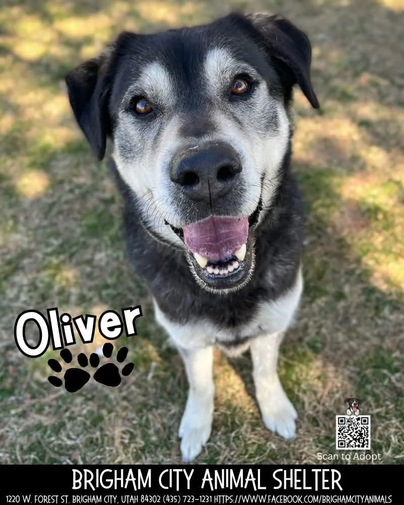 Oliver