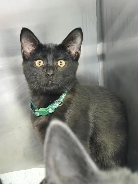 A young medium-sized male Black Domestic Short Hair cat named Denver for adoption in Mount Vernon, OH