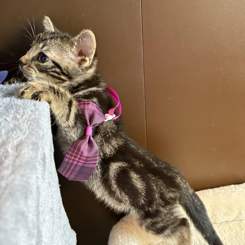 A baby small-sized male Brown / Chocolate American Shorthair cat named Prince Charming for adoption