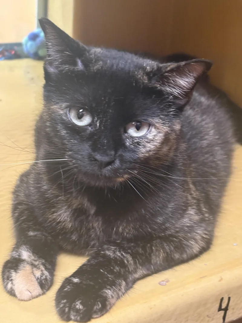An adult medium-sized female Tortoiseshell Domestic Short Hair cat named Lilac for adoption in Inglewood, CA