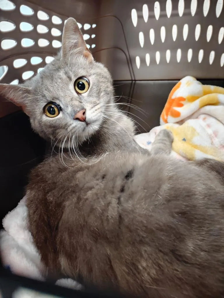 A young medium-sized male Domestic Short Hair cat named Marino for adoption in Clarksville, TN