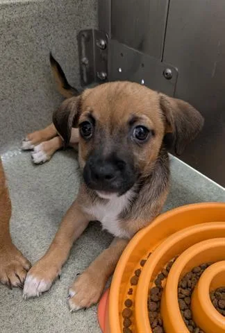 A baby small-sized male Chihuahua dog named Taffy for adoption in San Martin, CA