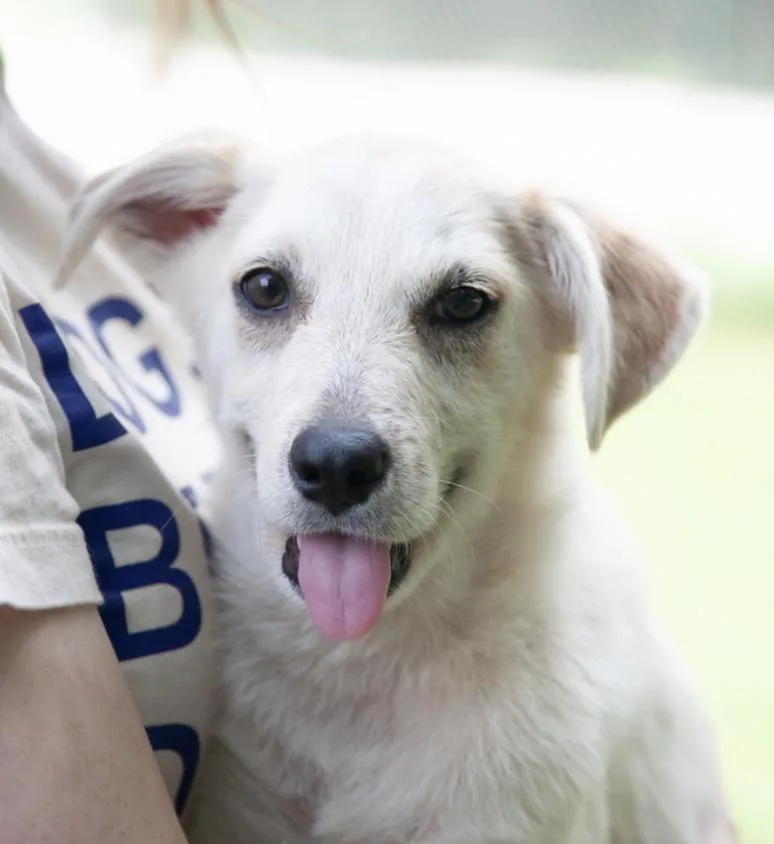 A baby medium-sized female White / Cream Mixed Breed dog named Buttercup for adoption in Franklin, TN