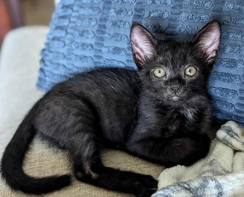 A baby small-sized male Black Domestic Short Hair cat named Cosmo for adoption in Melbourne, FL