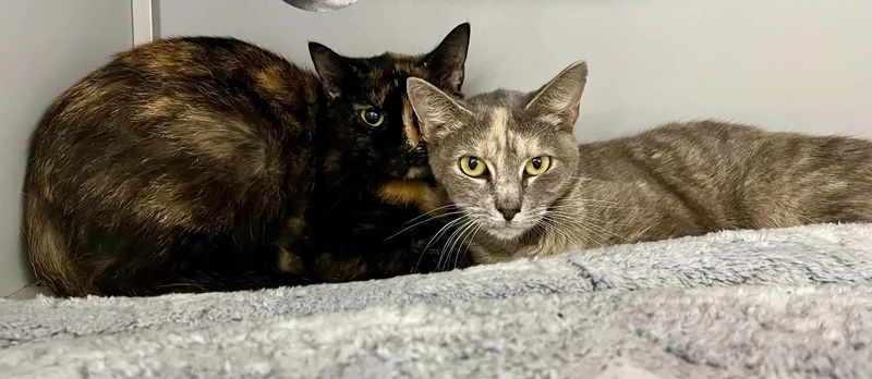 An adult medium-sized female Domestic Short Hair cat named Plum for adoption in Moundsville, WV