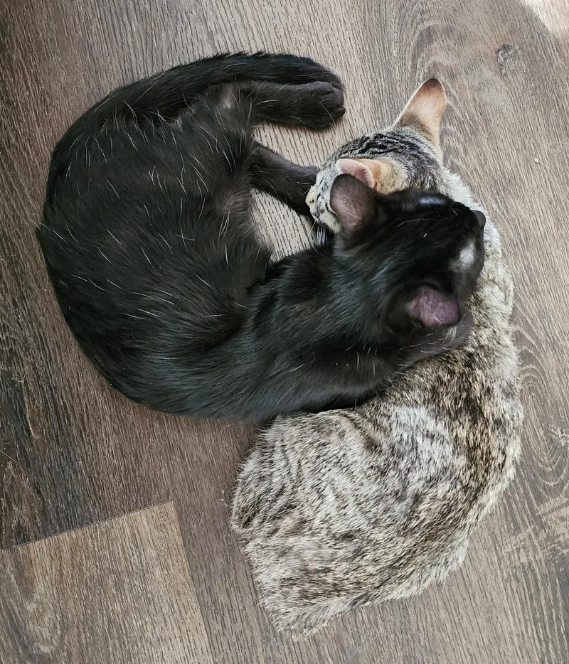 Spike & Gizmo