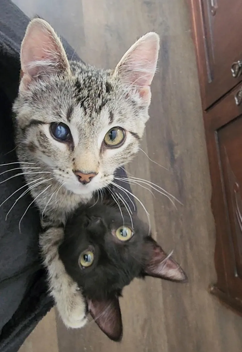 Spike & Gizmo thumbnail 3