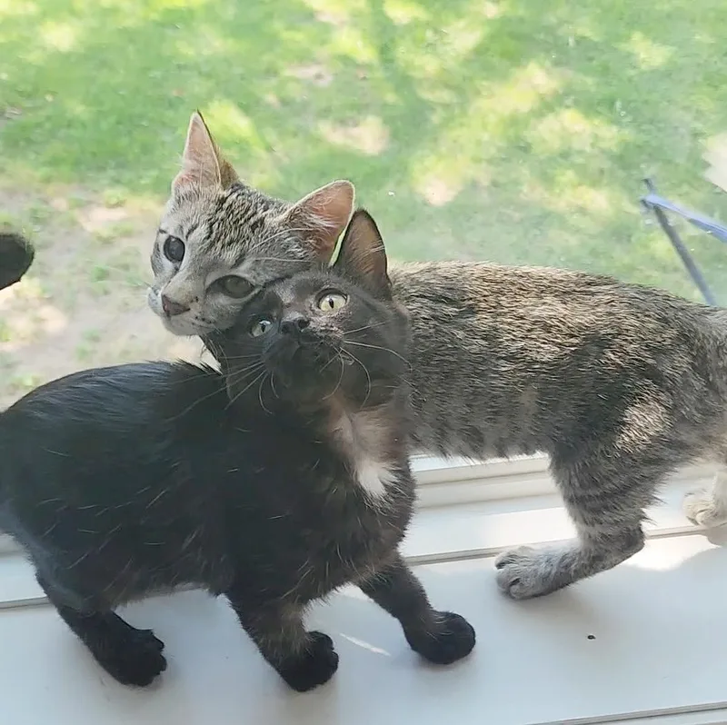 Spike & Gizmo thumbnail 5