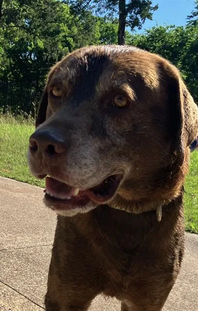 An adult large-sized male Labrador Retriever dog named Max for adoption in Dallas, TX