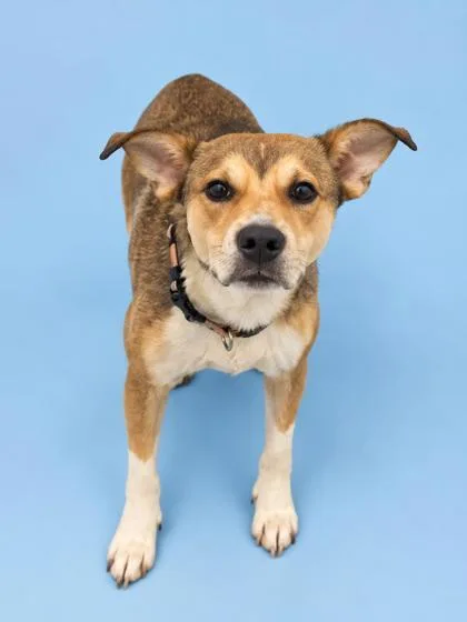 An adult medium-sized male Mixed Breed dog named Tully for adoption in Gulfport, MS