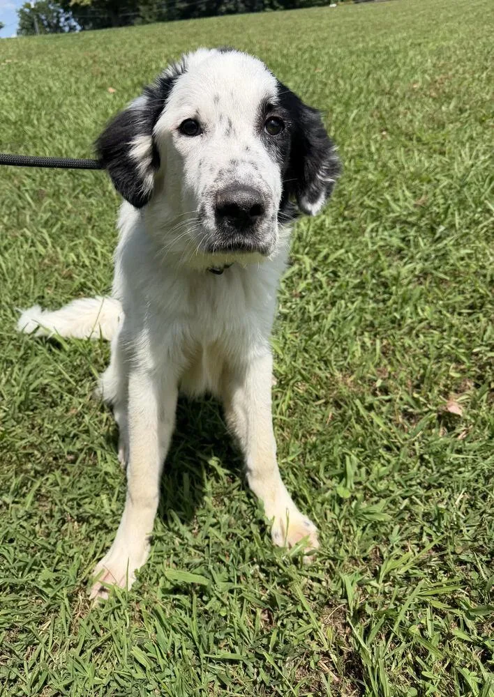 A young large-sized male Tricolor (Brown, Black, & White) Great Pyrenees dog named Hudson for adoption in Chattanooga, TN
