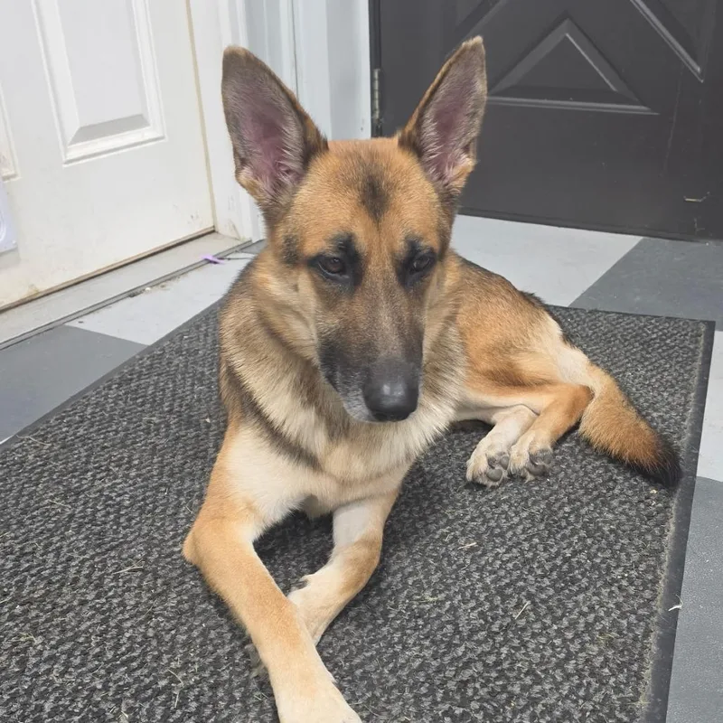 An adult large-sized male German Shepherd Dog dog named Sampson for adoption in Van Horne, IA