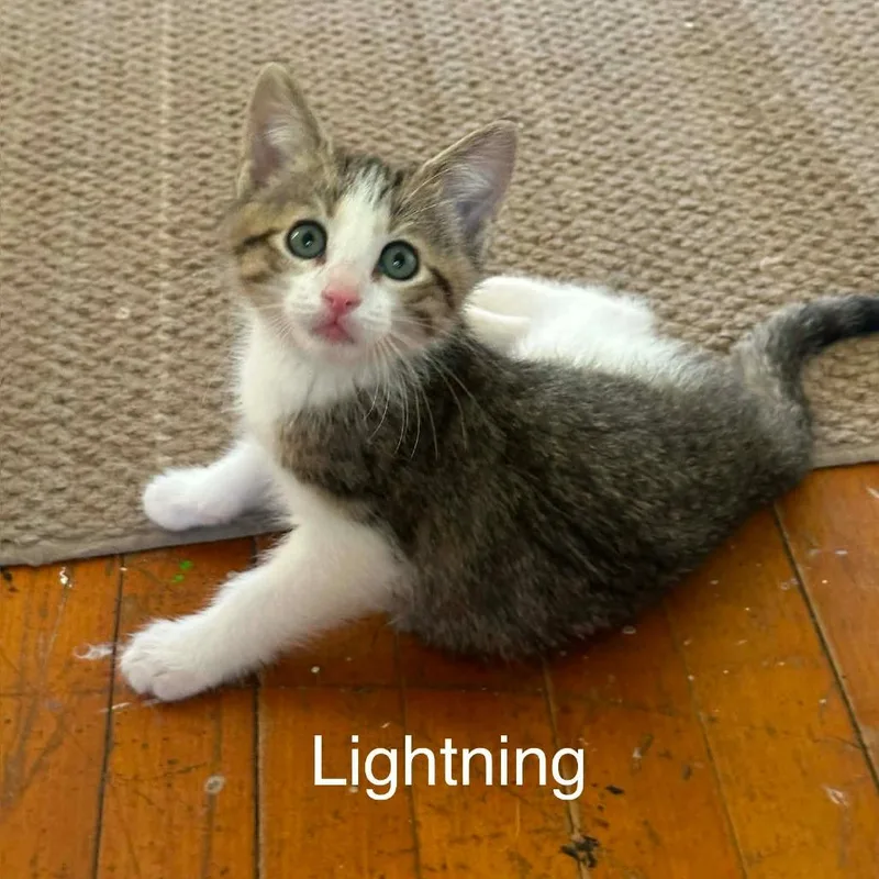 Lightning thumbnail 2