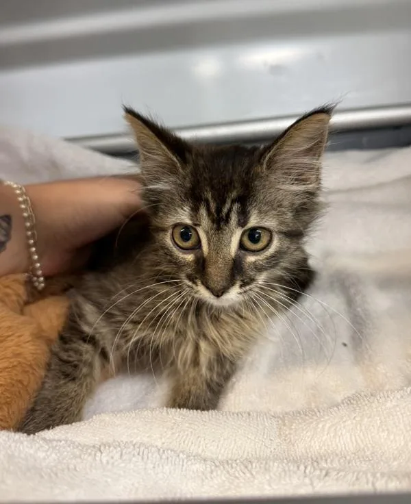 A baby small-sized female Domestic Medium Hair cat named Penelope for adoption in Millersville, MD