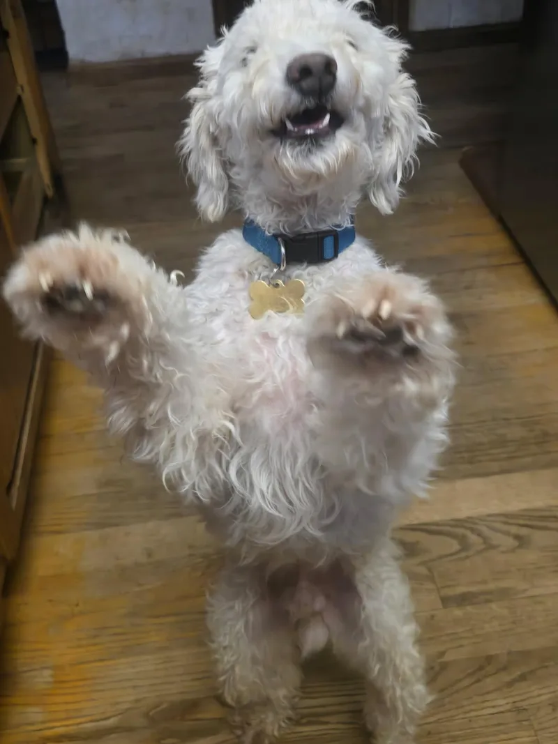 A young small-sized male Miniature Poodle dog named Declan for adoption in Littleton, CO