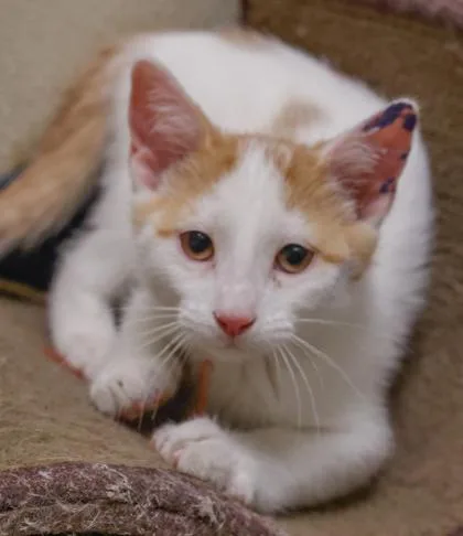 A baby small-sized male Domestic Short Hair cat named Freddy for adoption in Baraboo, WI