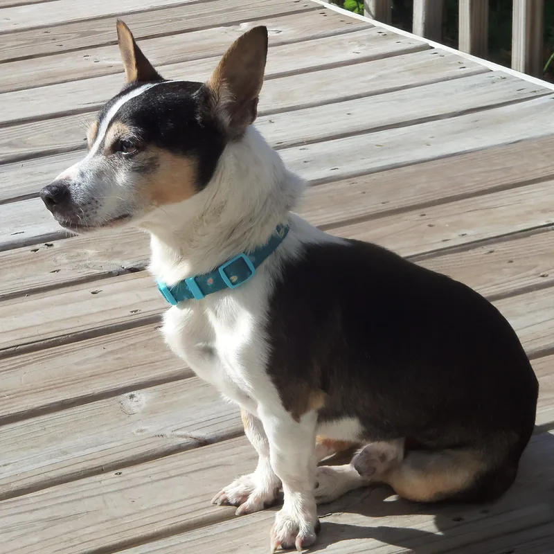 A senior small-sized male Terrier dog named Russell for adoption in Palatine, IL