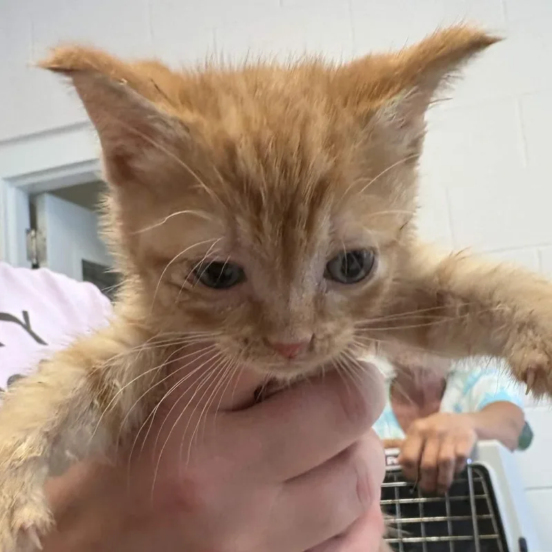 A baby small-sized male Orange / Red Domestic Short Hair cat named Suns Out Buns Out for adoption in Gloucester, VA