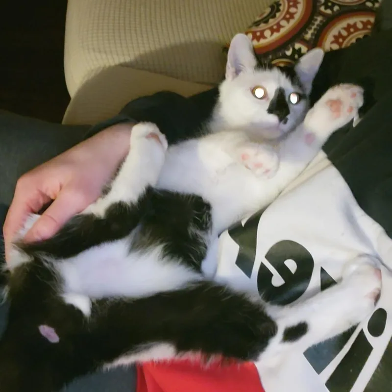 An adult large-sized male Domestic Short Hair cat named Sir for adoption in York, PA