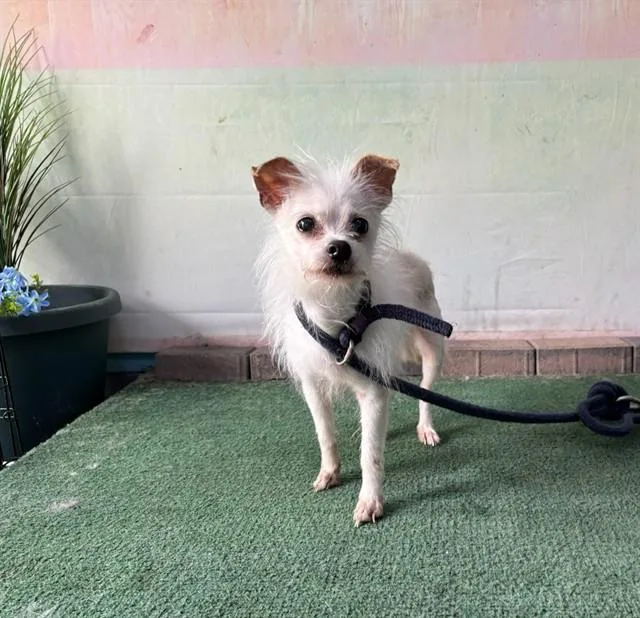 A senior medium-sized female Chihuahua dog named Shirley for adoption in Baldwin Park, CA