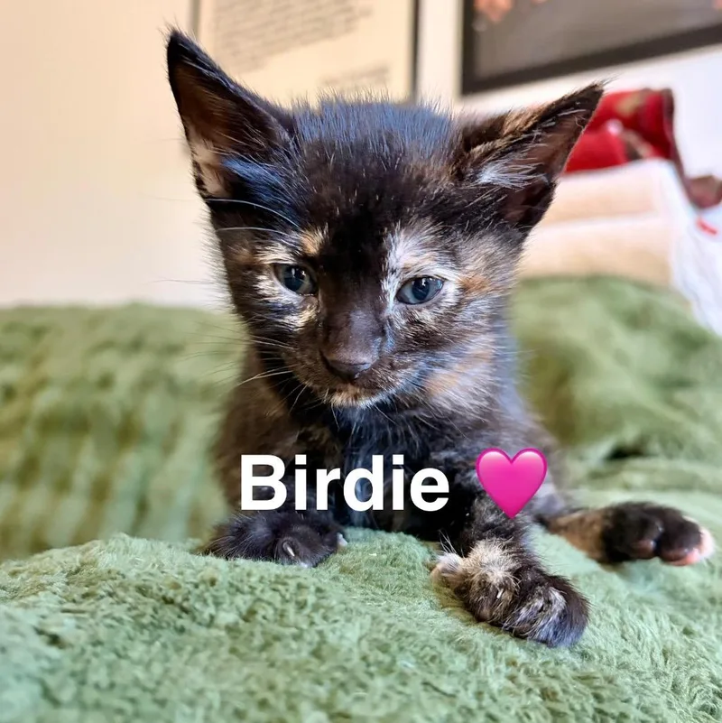 A baby medium-sized female Domestic Short Hair cat named Birdie for adoption in San Pedro, CA