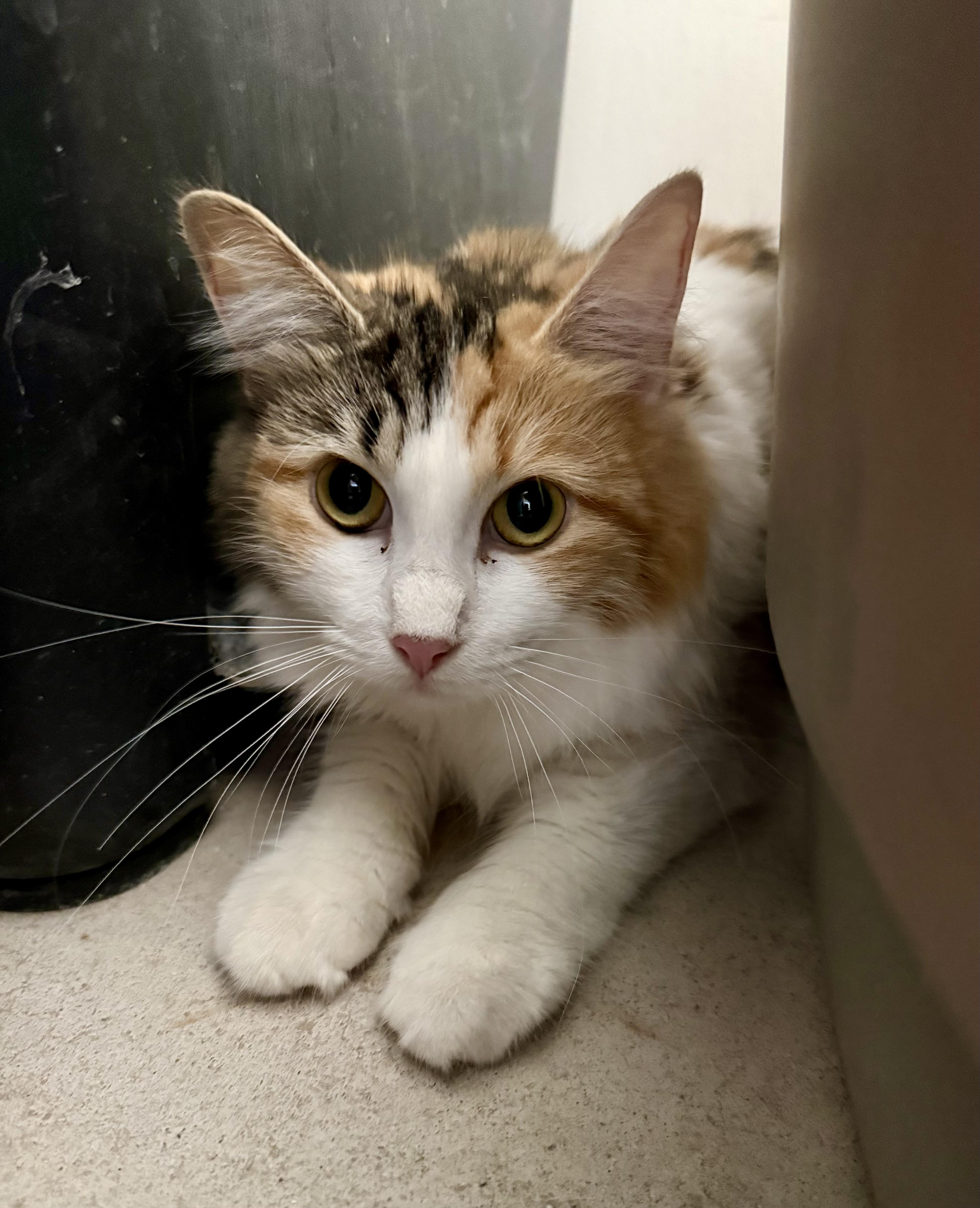 A young small-sized female Domestic Medium Hair cat named Henna for adoption in Marana, AZ