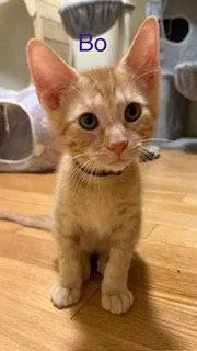 A baby medium-sized male Orange / Red Domestic Short Hair cat named Bo for adoption in Oakland Park, FL