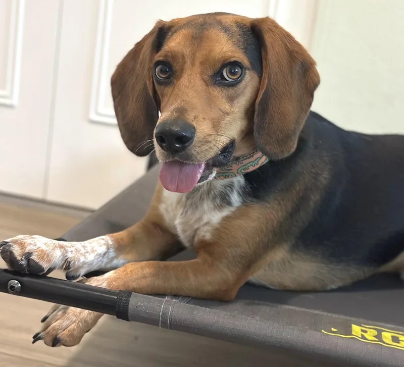 A young small-sized male Beagle dog named Rowdy Iii for adoption in Dunnellon, FL