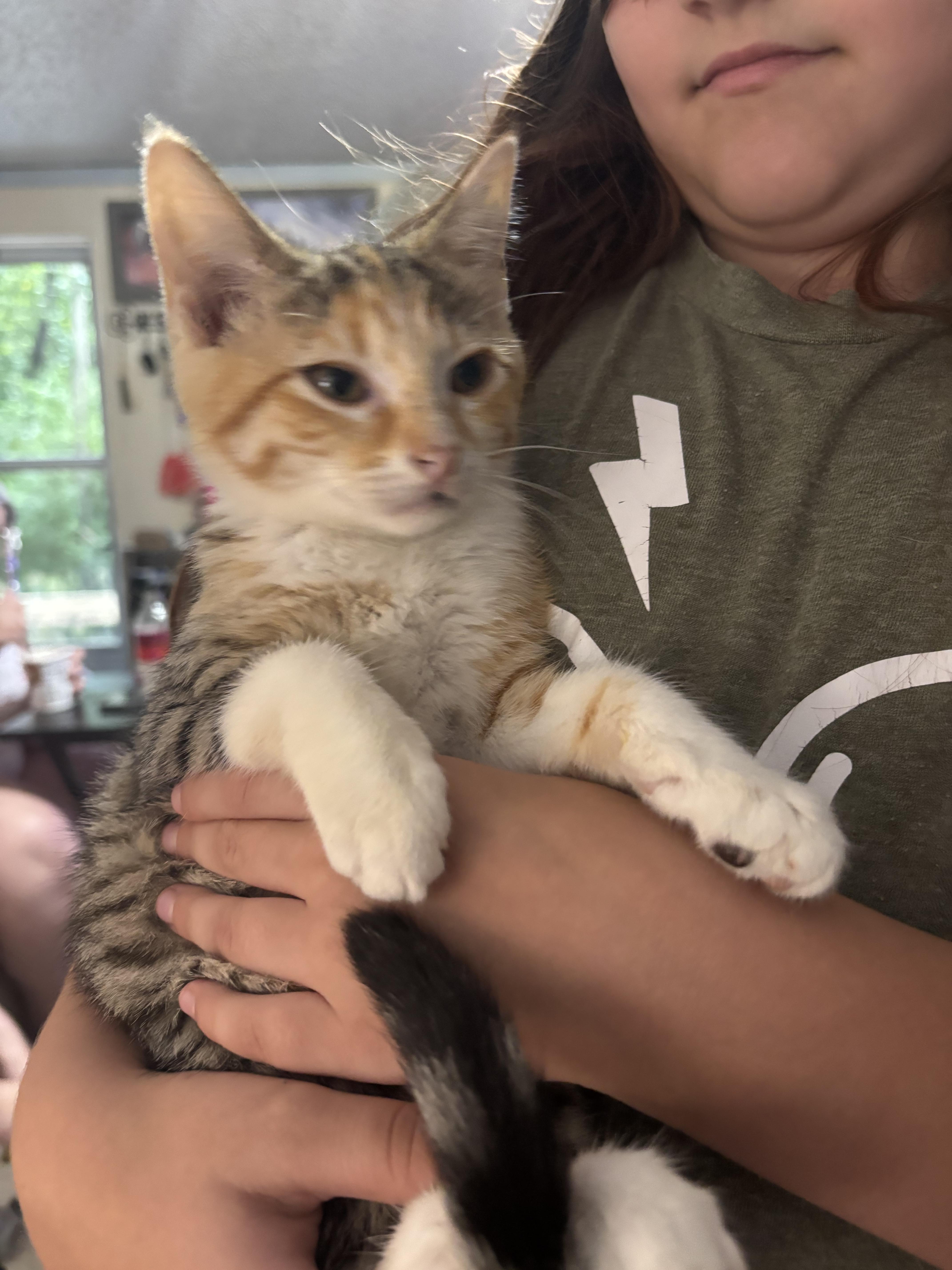 A baby small-sized female Domestic Short Hair cat named Fluttershy for adoption in Randolph, AL