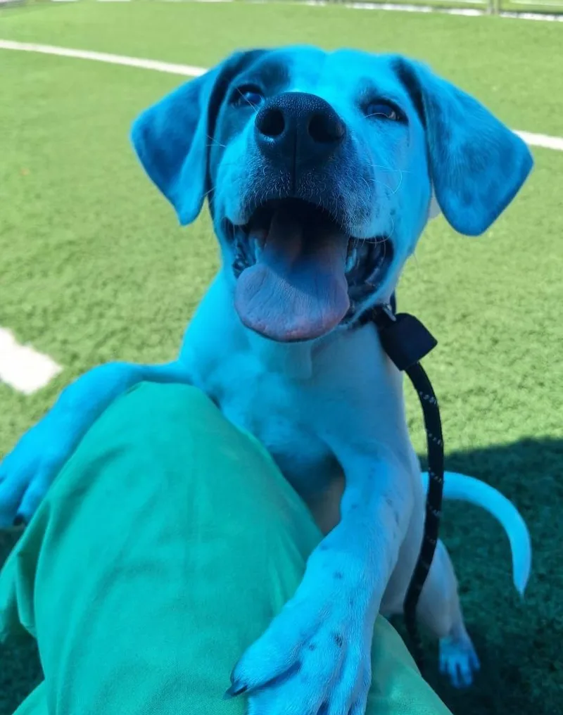 A baby large-sized male Labrador Retriever dog named Manny for adoption in Murphysboro, IL