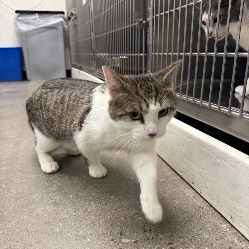 An adult large-sized male White Domestic Short Hair cat named Gene Mcarthy for adoption in Hamburg, NY