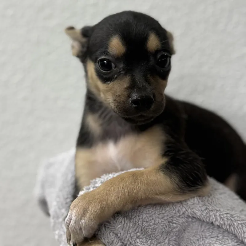 A baby small-sized female Black Chihuahua dog named Summer for adoption in Bullhead City, AZ
