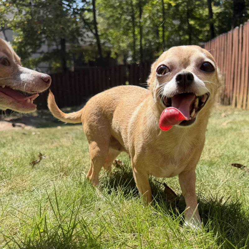 A senior small-sized female Chihuahua dog named Fancy for adoption in Calera, AL