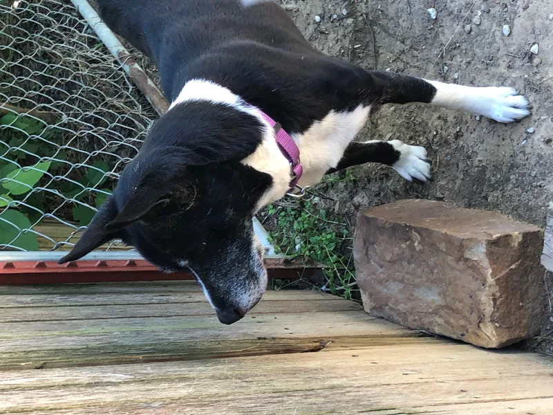 Sonny And Cher thumbnail 3