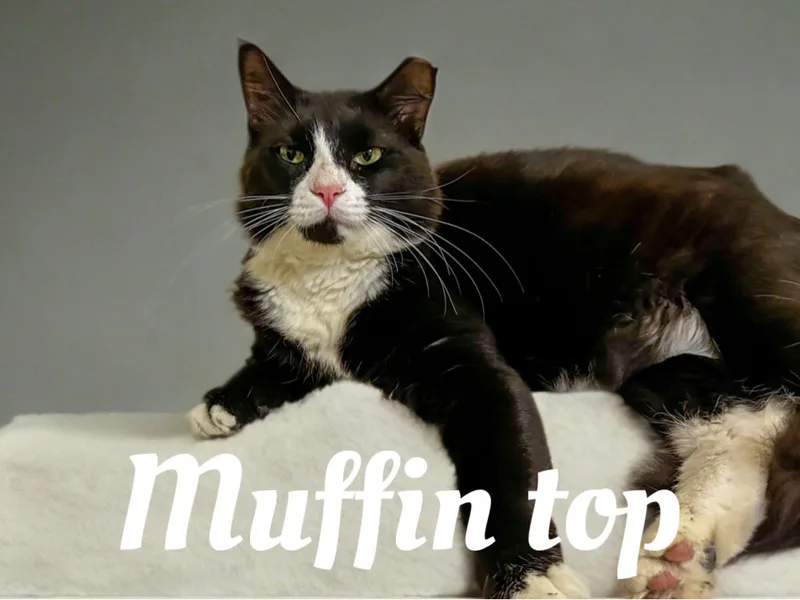 Muffin Top
