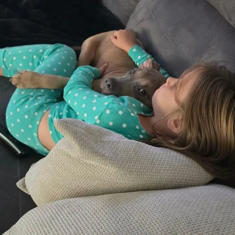 A baby medium-sized female Pit Bull Terrier dog named Peppa for adoption in Bethlehem, PA