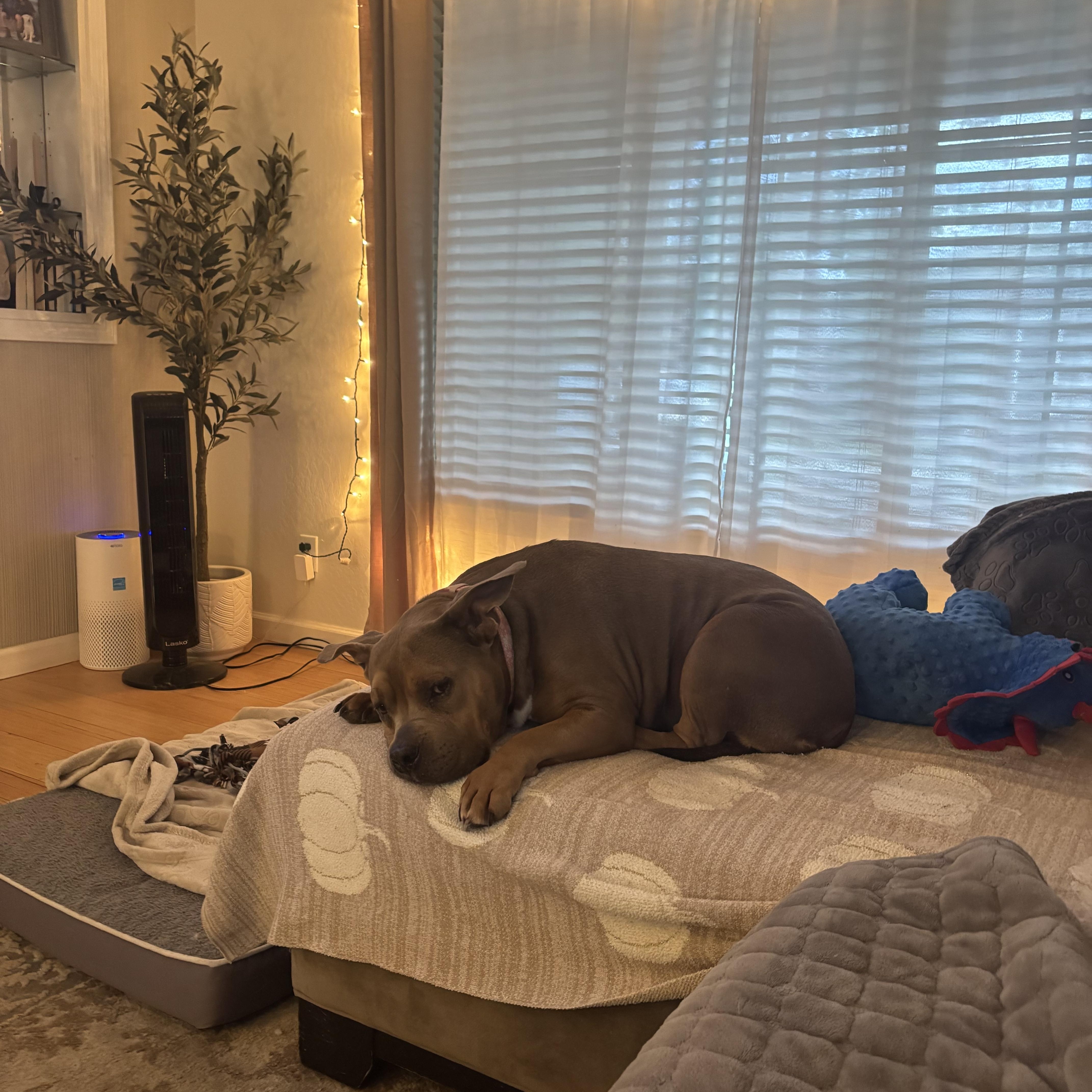 An adult large-sized female Yellow / Tan / Blond / Fawn Pit Bull Terrier dog named Roxy for adoption in SACRAMENTO, CA