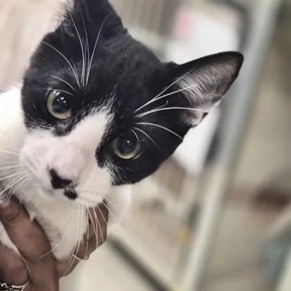 A baby medium-sized male Domestic Medium Hair cat named Shrub for adoption in Sacramento, CA