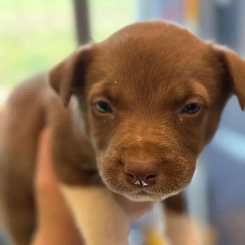 A baby medium-sized female Brown / Chocolate Hound dog named Persia for adoption in Madisonville, TN