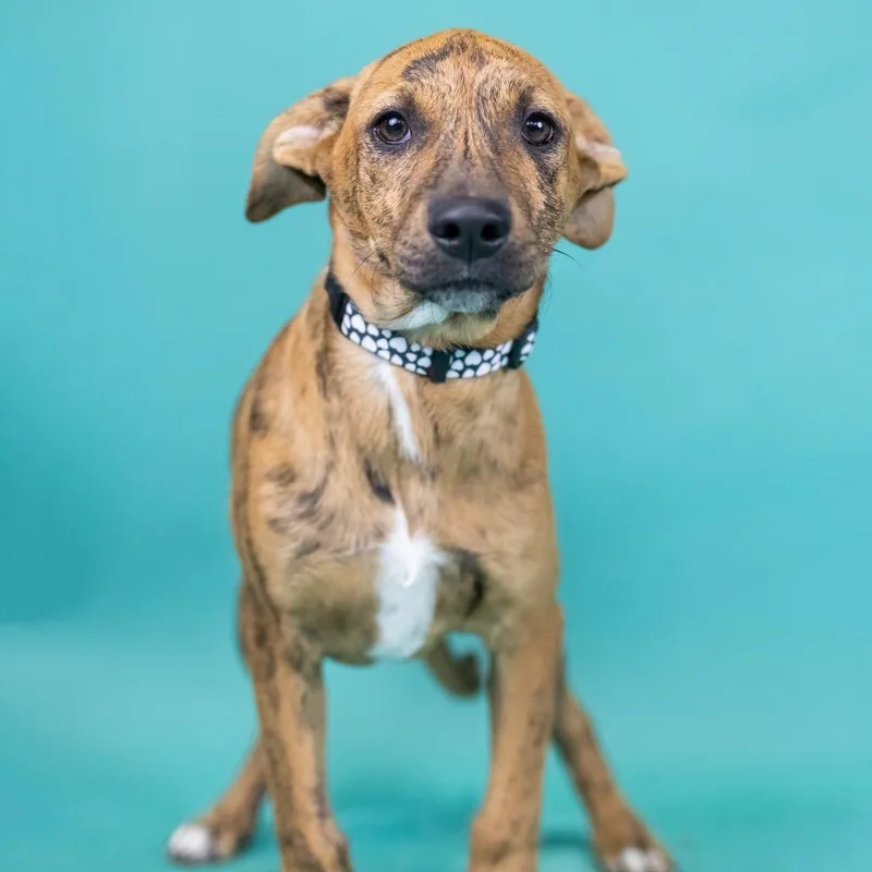 A baby small-sized female Brindle Mixed Breed dog named Cheyenne for adoption in Portland, OR