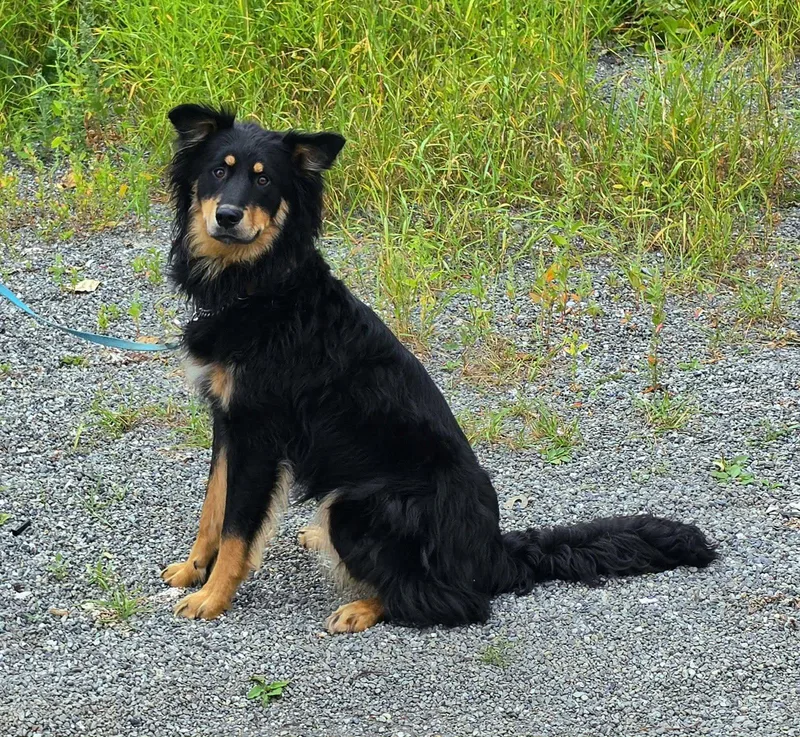 An adult large-sized male English Shepherd dog named Max for adoption in Anchorage, AK