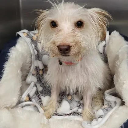 A young small-sized male White / Cream Terrier dog named Hopper for adoption in Tinley Park, IL
