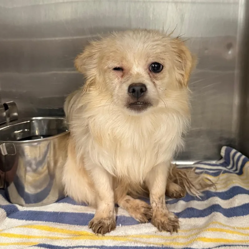 An adult small-sized female White / Cream Mixed Breed dog named Sugar for adoption in Abilene, TX